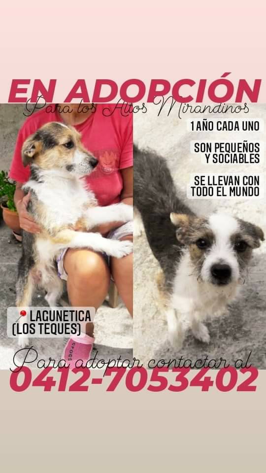 PerroUsuario's tweet photo. Ángeles #EnBuscaDeHogar Los Teques. Si deseas más información por favor contacta con el número de la publicación https://t.co/uYulhReW1j