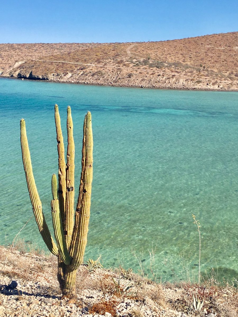 Only in Baja Sur you can see the desert and the sea together🌊🌵