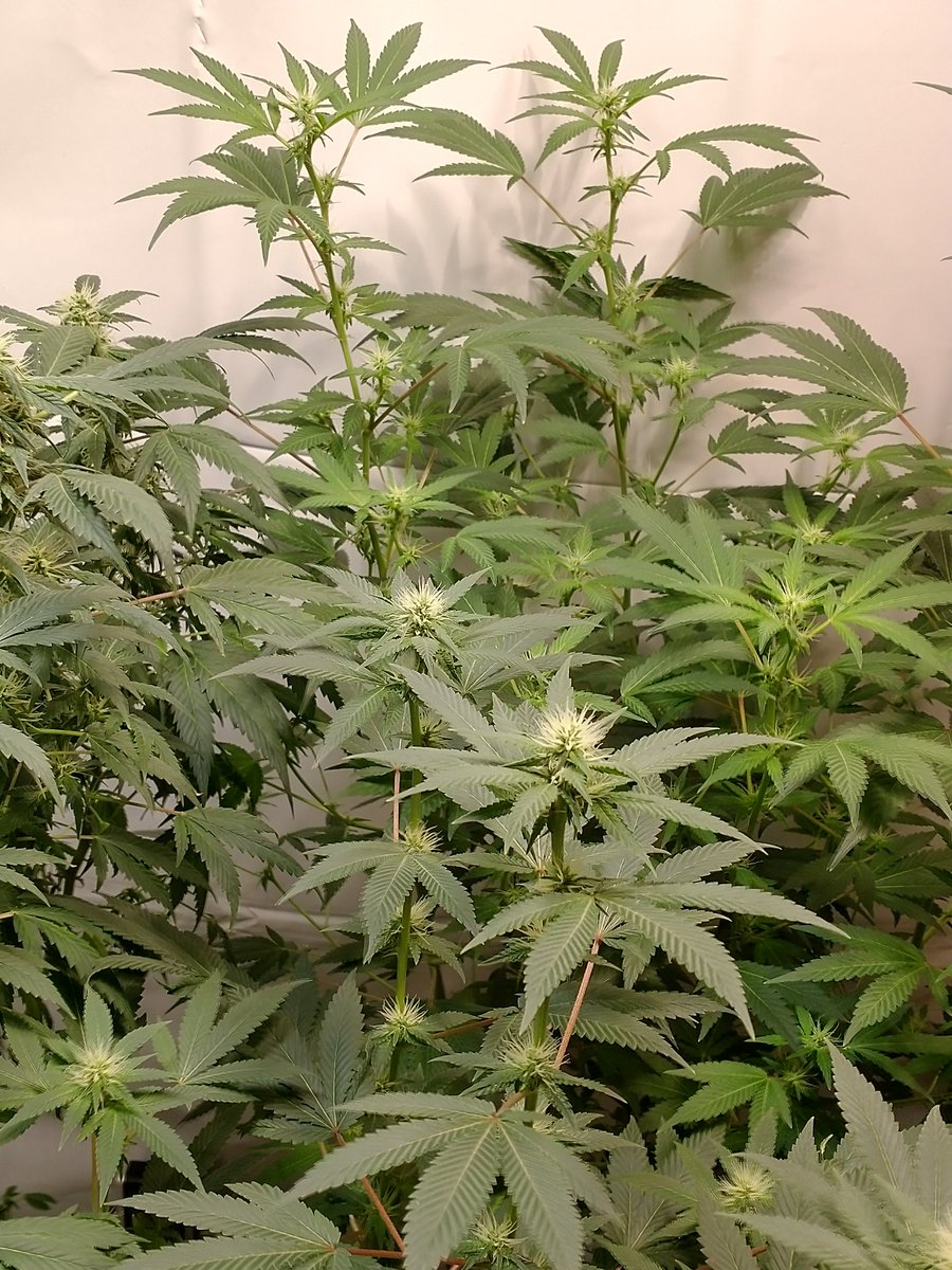 Okay everybody squeeze in a bit for a family picture 😜🤳#Stonersister rocking Tuesday. You got this! #CannabisCommunity @lynmonday @face_fibro @Bklynbby @Hippie_of_Love #420friendly #PPP #GrowYourOwn #FreetheWeed 
#SpiderFarmerBlackFriday 

Spider Farmer SF4000