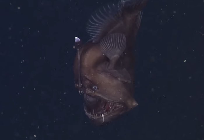 Today’s first fish is the Black Sea Devil Anglerfish
One of the rarest deep sea fish of all time, these photos were captured  1,900 feet below the surface in 2014 https://t.co/YqkfuAWijd