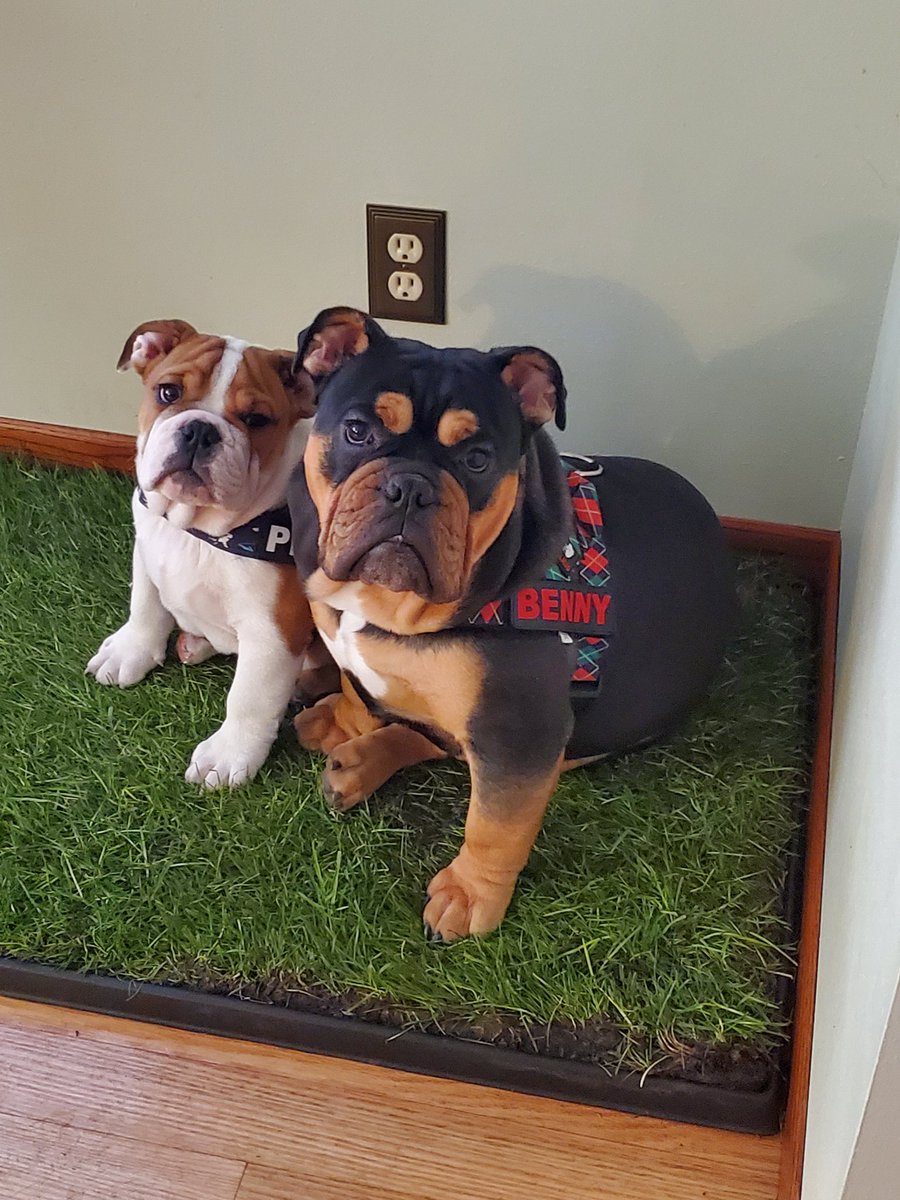 n4rwh4ls's tweet photo. My Twitter is literally just my dogs. I have become dog mom. πββοΈ
Yes, they're spoiled as heck and have a patch of real grass indoors.
#BennyBean #BenedictTheBulldog #PercyPea #PercivalTheBulldog #englishbulldog https://t.co/DaqAAOh7mV