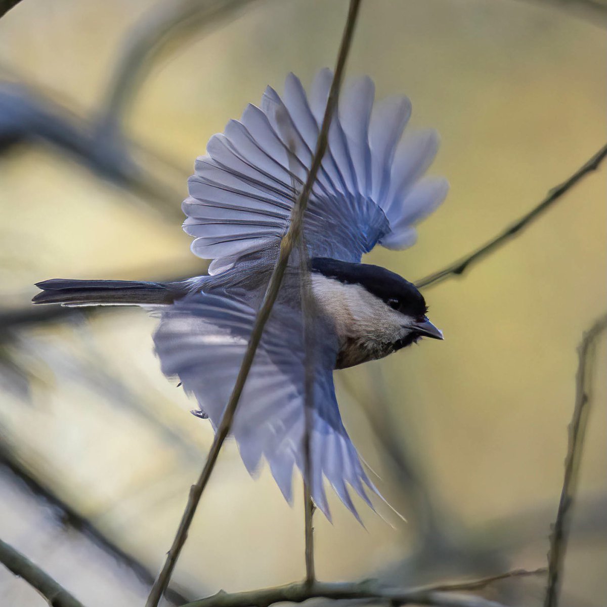 hertskingfisher's tweet photo. A first for me this week. Do you know what bird this is? https://t.co/sxan549WvE