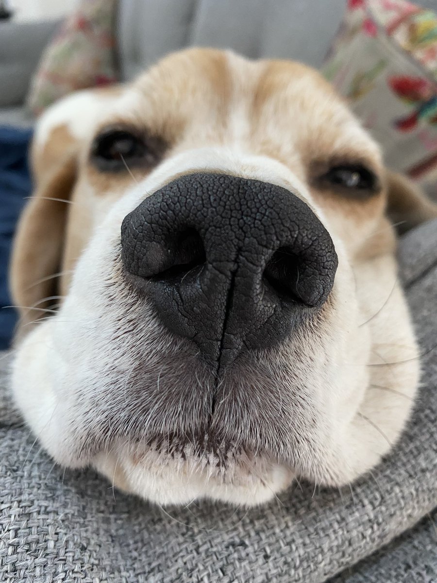 Best big brother in the world, ever… #beagle #beagles #GeorgeTheBeagle Love you Chase bro 🐾