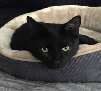GregoryFSimpson's tweet photo. My #NewProfilePic is the [Epic] Very, Very, Very, Very Lucky Black Cat for #veefriends BlackFriday. Love that @garyvee is "on a mission to change the narrative of unlucky black cats forever." Rescued my 4-yr-old black cat (Griffon) when he was 1 yr old. I'm a #luckyman. https://t.co/VPvhjt58Ya