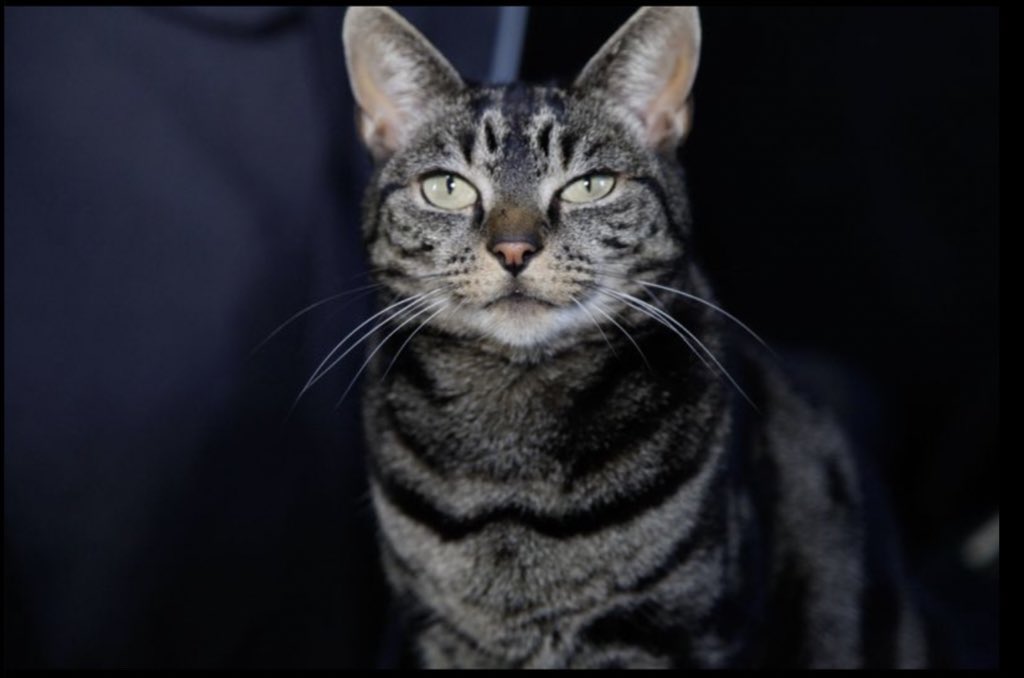 tigercat666 tweet media