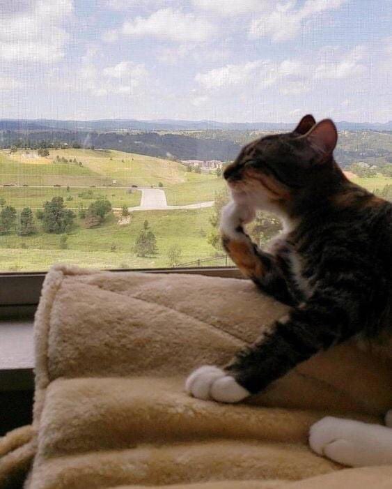 ThePhilosopurr's tweet photo. Shall I vomit on the carpet or in the slippurrs….
Decisions, decisions….
#Cats #EdwardTheCat https://t.co/KKH0qSaEif