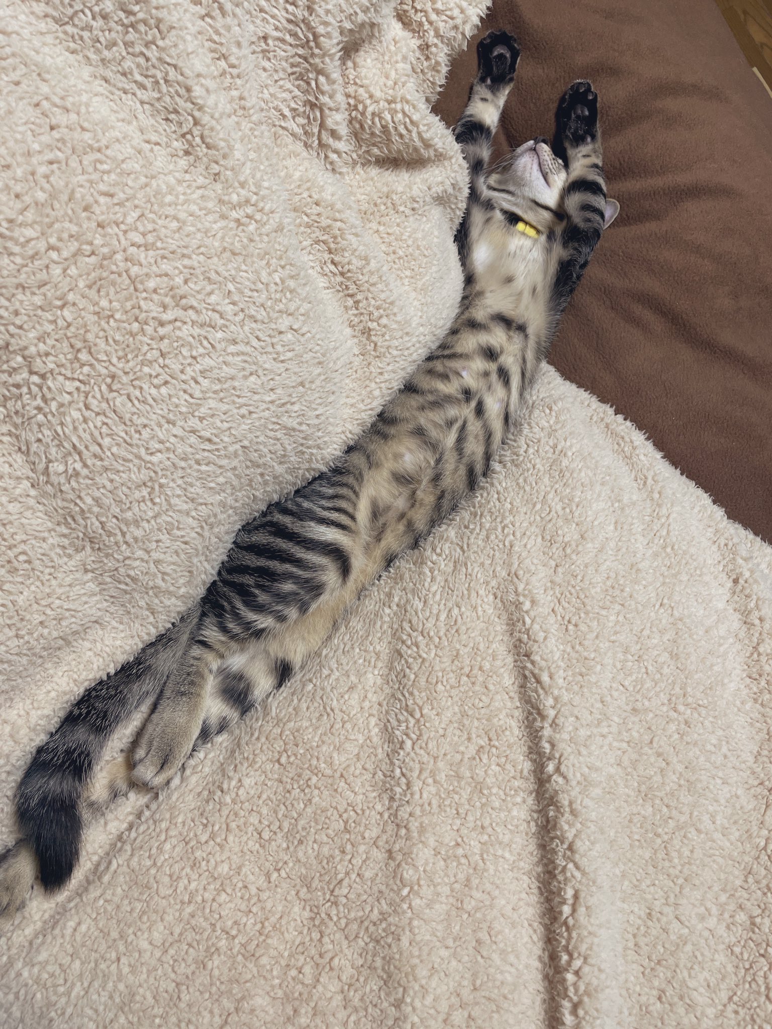 伸びすぎじゃない 暖房効いた部屋の猫が長すぎるw 話題の画像プラス 伸びすぎじゃない 暖房効いた部屋の猫が長すぎるw 話題の画像プラス