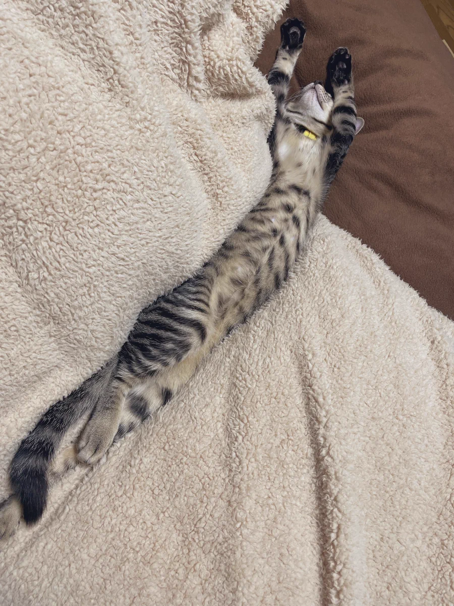 伸びすぎじゃない？暖房効いた部屋の猫が長すぎるｗｗ