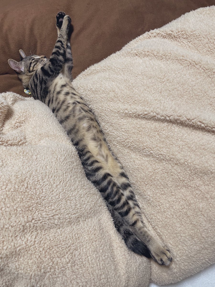 暖かい部屋でのびのび過ごした結果 長くなった猫さん 冬でも猫の開きいっぱいで気持ちよさそう 蛇かと思った Togetter