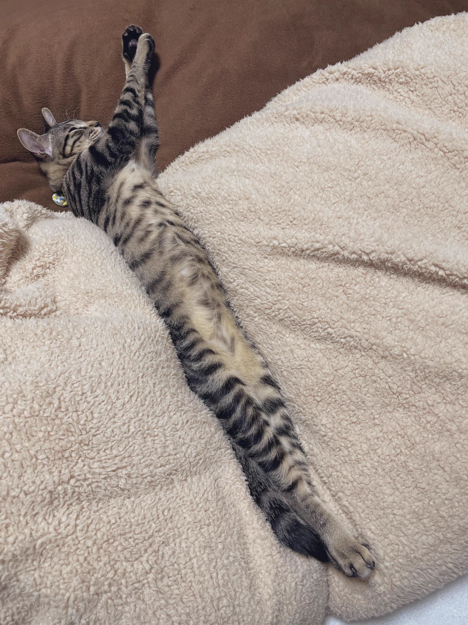 伸びすぎじゃない？暖房効いた部屋の猫が長すぎるｗｗ