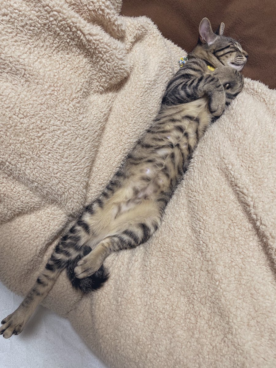 暖かい部屋でのびのび過ごした結果 長くなった猫さん 冬でも猫の開きいっぱいで気持ちよさそう 蛇かと思った Togetter