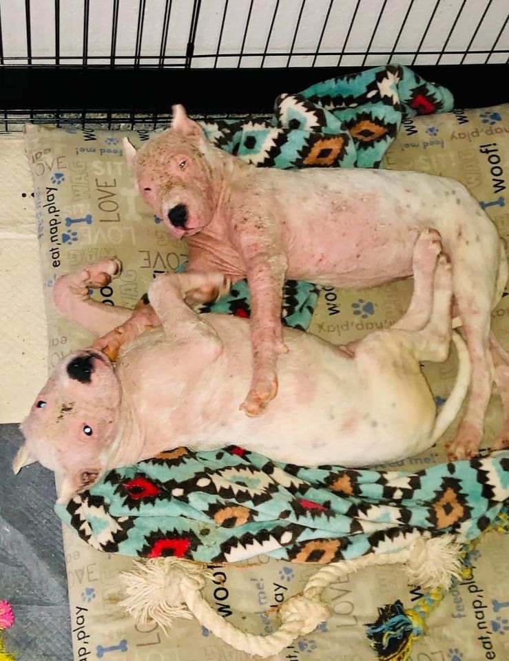 Marley's Mutts Dog Rescue tweet media