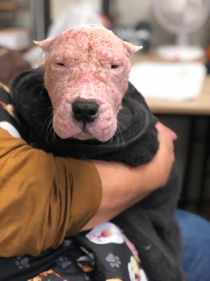 Marley's Mutts Dog Rescue tweet media