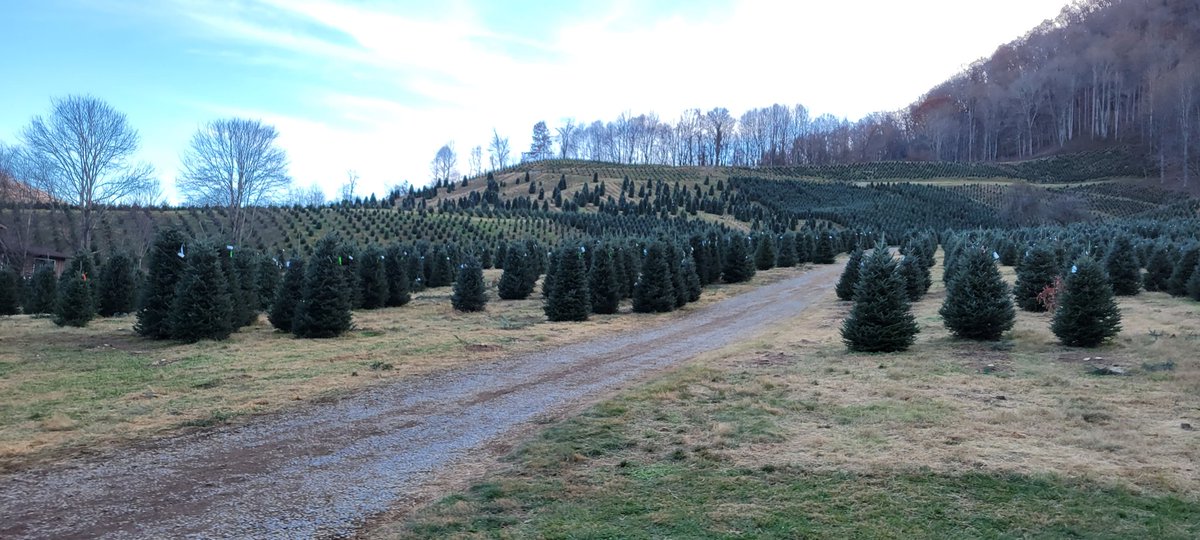 Cahillmomof6's tweet photo. Made it to the tree farm and got our tree. A different farm then where we normally go, but beautiful as well. Hard to pick just one! Thankful for these traditions and time with my family. #Blessed #ThanksgivingBreak2021 #TreeCheck #TimeForTheCooking #ColdOneToday https://t.co/IAwJtO437D