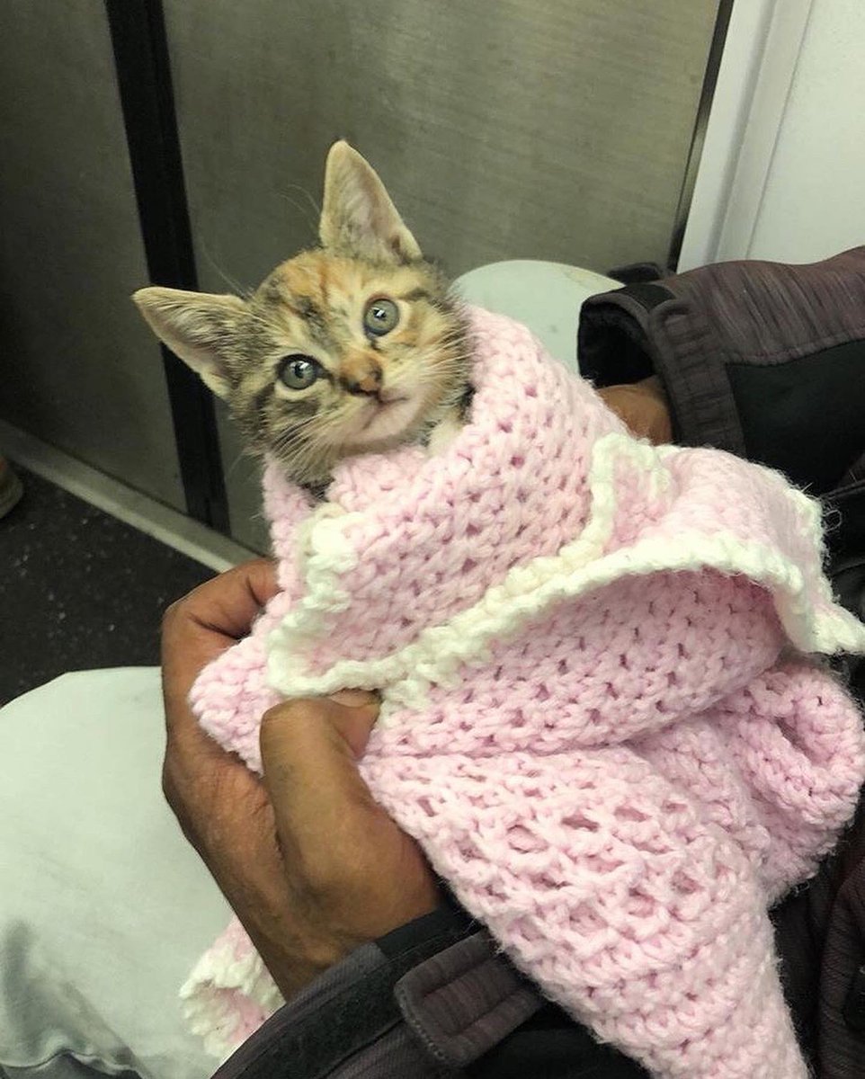 Bodegacats_'s tweet photo. https://t.co/wMVZ9N7kOj