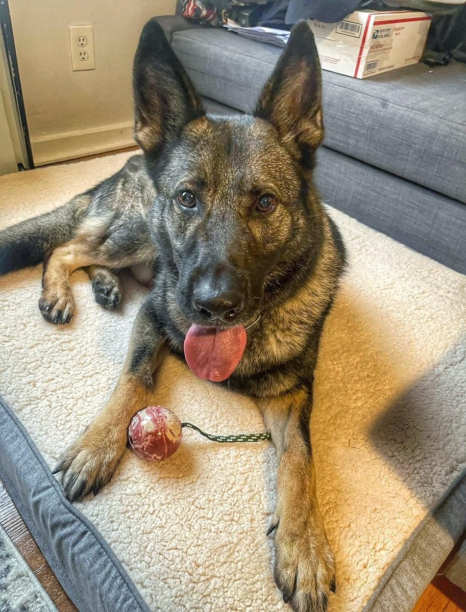 K9Fyba's tweet photo. Losing K9 Fyba was incredibly hard and she will never be forgotten. I told myself I would not get another pup unless the perfect opportunity came up and it was meant to be, just like Fyba was. Last month, I found out about K9 Roko needing a new home and reached out. https://t.co/YuazB8CoId