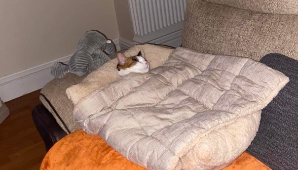 nicholas_tori's tweet photo. Just another normal cat… #cat #normal #thinksshesadog #needsasleepingbag #stolethedogsbed https://t.co/DEjlSBrc4k