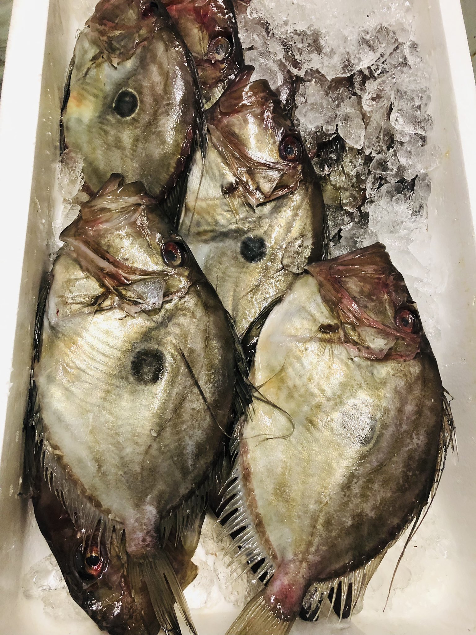 三ッ角屋 11月24日 水 本日は昼だけの営業です 夜はお休みします 日替わり カツオの刺身 秋刀魚の塩焼き 焼売と餃子セット お魚定食 カツオの刺身 メバルの煮付け カツオの刺身 マトウ鯛の塩焼き カキフライ きしめん お魚 味噌煮込み 名古屋