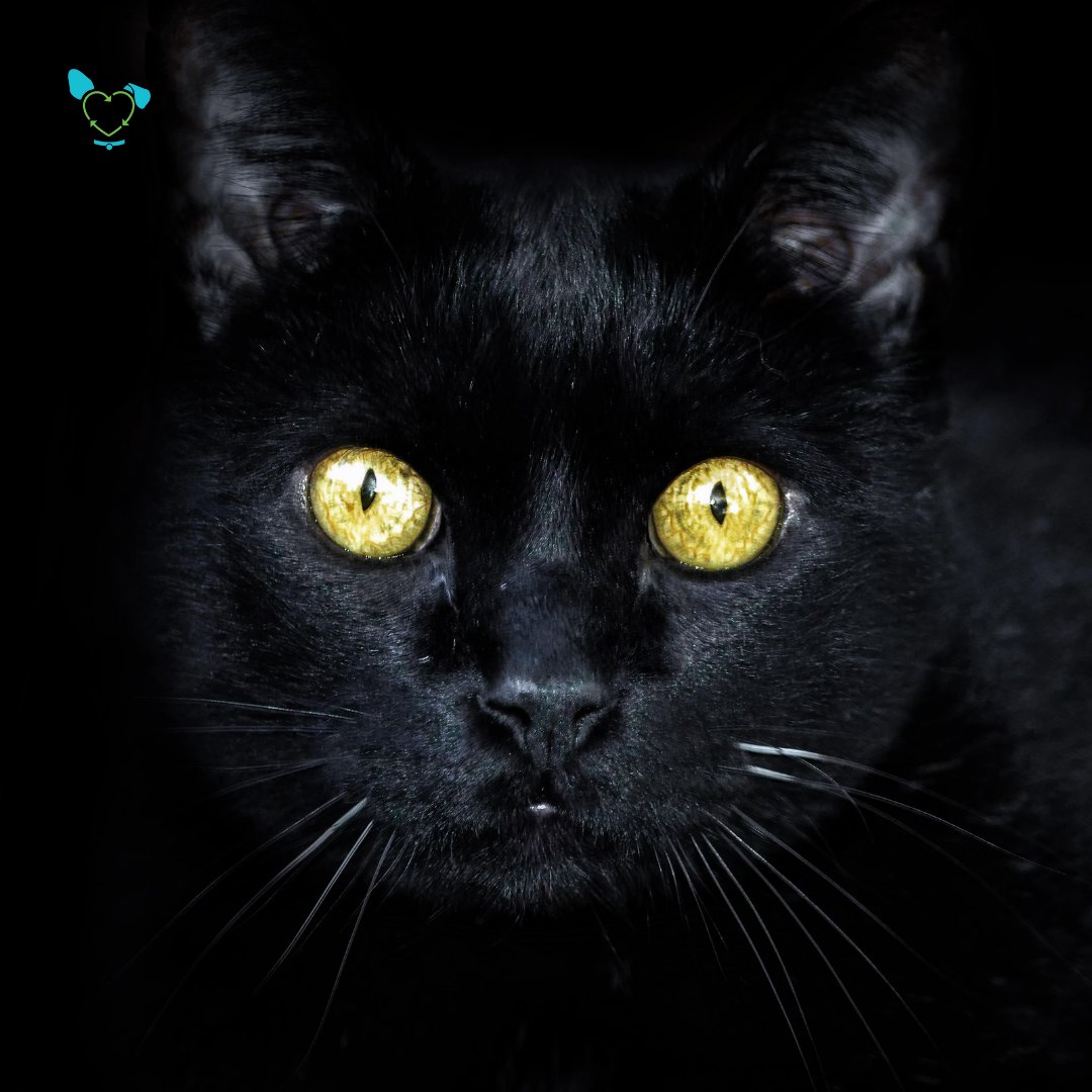 TheMicrobial's tweet photo. Speaking of animal eyesight, cat eyes have evolved to see very well in the dark, and to be able to track very fast movements. Though because of this, sometimes slow-moving  objects can seem like they're actually stagnant. https://t.co/IP41fU8Lmx