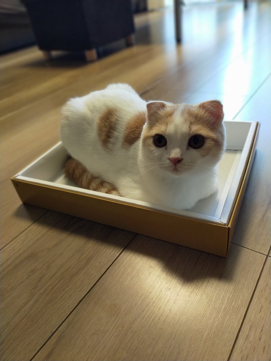 箱があったらはいりたい♡

#猫　#ねこ　#スコティッシュフォールド　#猫好きさんと繋がりたい　#猫の居る暮らし　#cat #catlovers #CatsOfTwitter #tsumugi4month