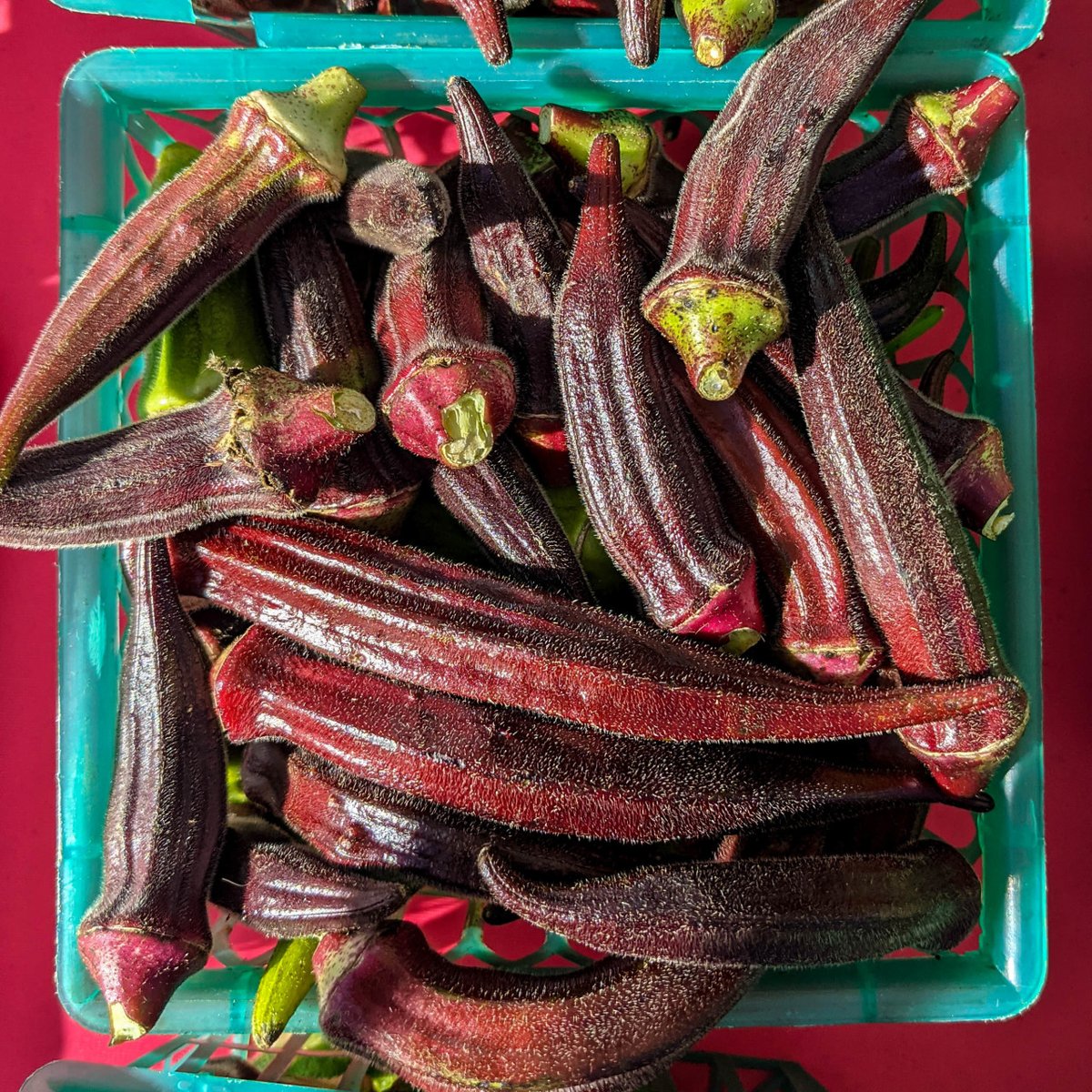 diversivore's tweet photo. One final shot from the Pepper Place Market (@pepperplacemkt) in Birmingham, AL. I quite like #okra, and this beautiful red okra is a real show stopper. Sadly, the red colour fades away when the veggies are cooked, but they certainly are stunning on the market tables. #iacppix https://t.co/rM9HsUb2Ul