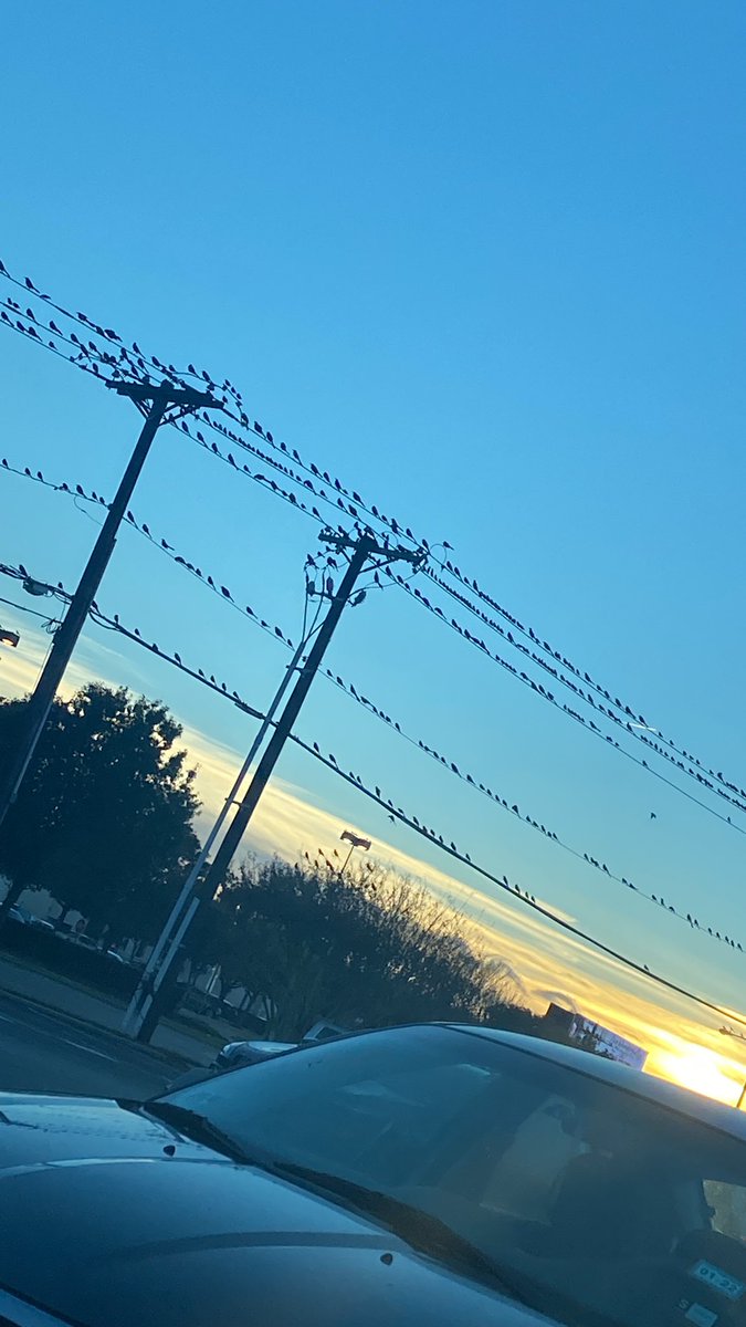 paragrime's tweet photo. Power lines are charging stations for birds and you can’t change my mind https://t.co/7CT9huGIIg