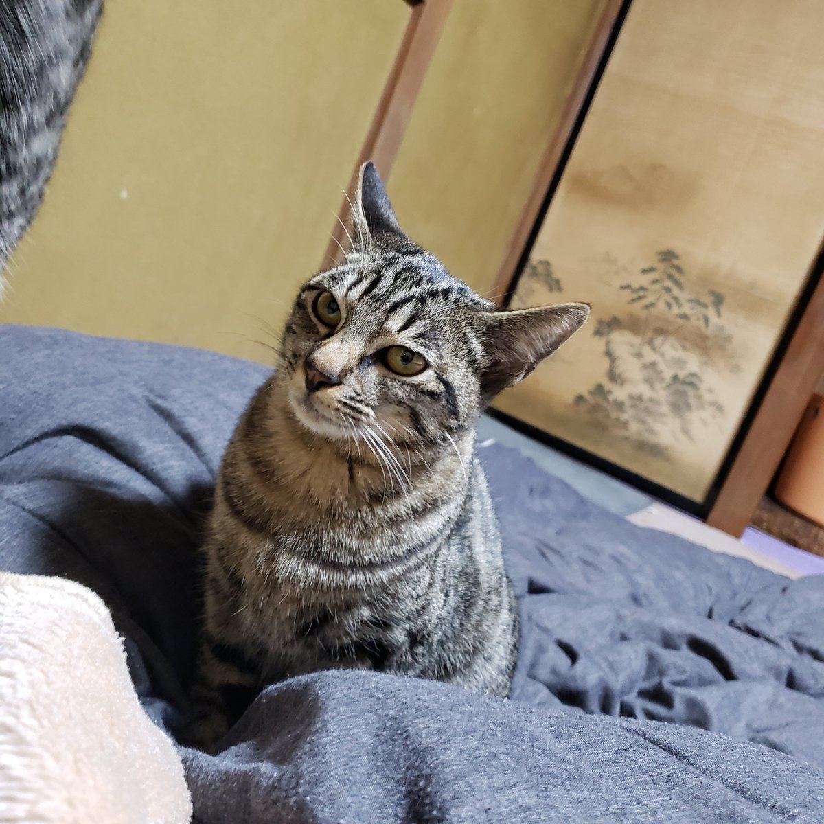 にゃんくるわんくる御殿場 里親通信 (@nyancle_wancle) / Twitter