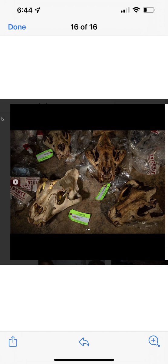 JohnPhillips's tweet photo. Federal judges decide timing. But we have the evidence and are gathering more every day. Like why did the feds take active evidence back to a random barn and rip open bags for a Nat Geo glamor photo shoot? Why was Samson still alive this year when Joe supposedly shot him in 2018? https://t.co/S66xZtisVq