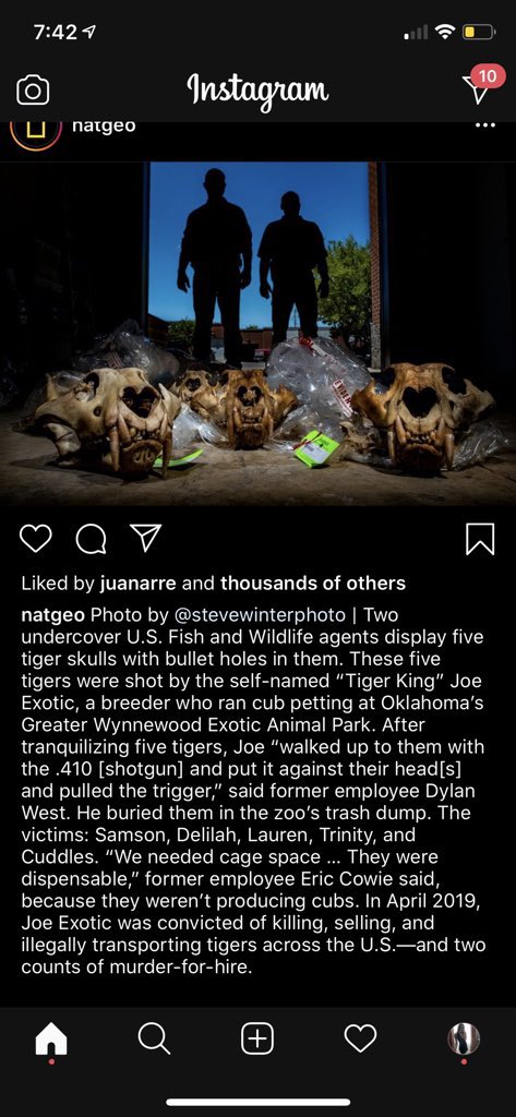 JohnPhillips's tweet photo. Federal judges decide timing. But we have the evidence and are gathering more every day. Like why did the feds take active evidence back to a random barn and rip open bags for a Nat Geo glamor photo shoot? Why was Samson still alive this year when Joe supposedly shot him in 2018? https://t.co/S66xZtisVq