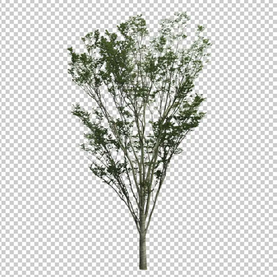 3dmodeljapan Auf Twitter 添景素材紹介 外観パース作成の際に役立つ添景植栽 その中でもよく使う中木を集めたセット バリエーションも豊富で様々なシーンで大活躍 ダウンロードはこちらより T Co Juiupebvm6 建築パースの求人 T Co