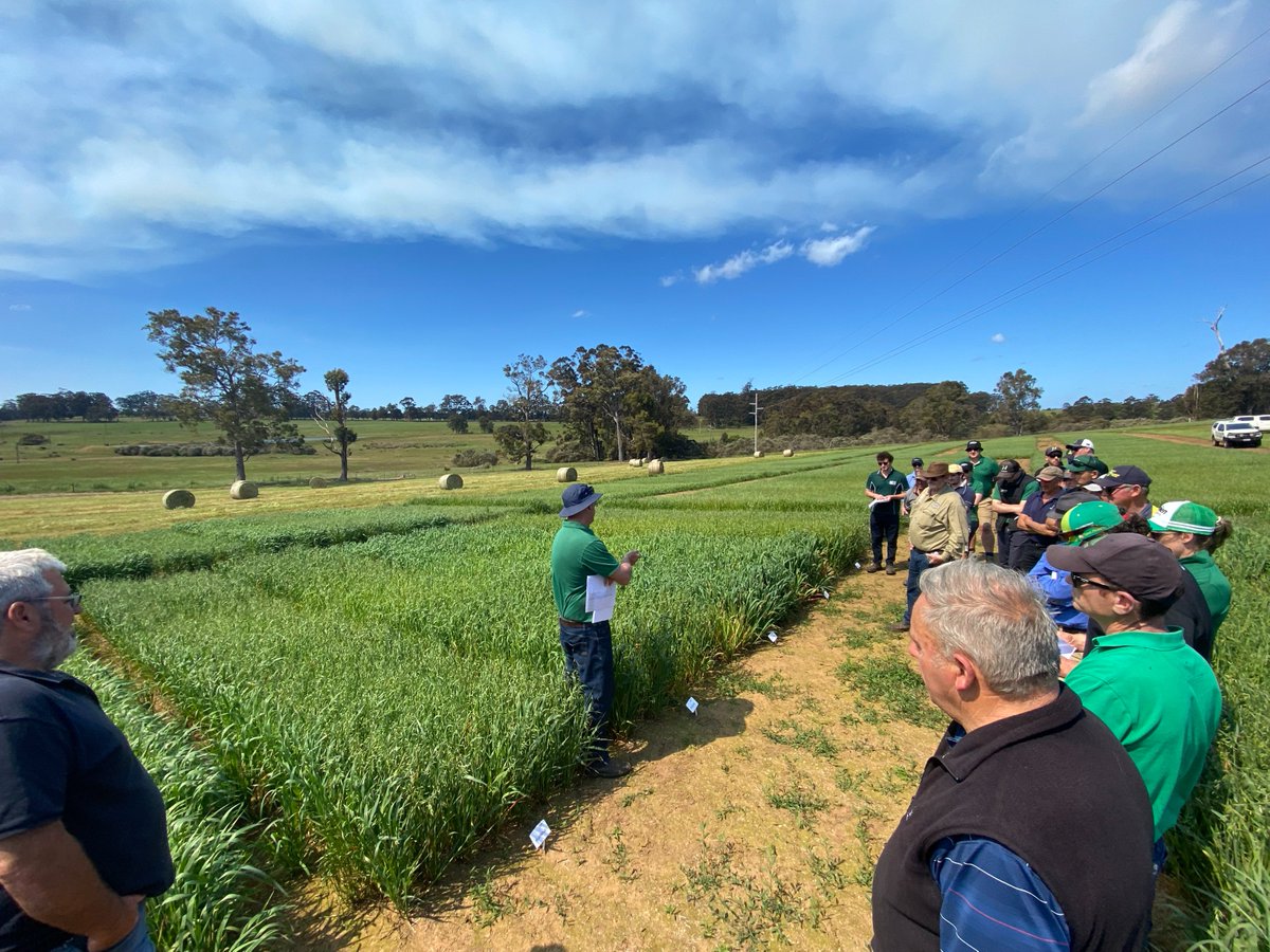 Dyna_Gro_Seed's tweet photo. The Nutrien WA team and customers gathered at the Manjimup trial site last week to review the performance of ryegrass varieties including some Dyna-Gro lines. Dyna-Gro Pepper &amp; Dyna-Gro Meroa Italian Ryegrasses are performing particularly well at the site. @AuNutrien #dynagro https://t.co/k32vNkFlLE