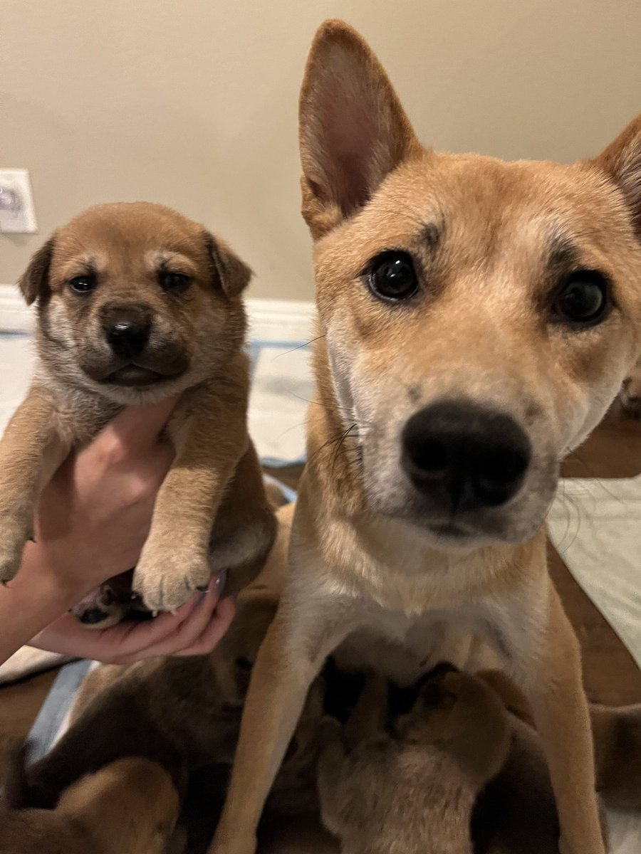 FUTONDlSCO's tweet photo. ‼️ IE/LA area! ‼️ We rescued Lupita (Shiba Inu) around late August. We didn’t know she was pregnant until she started showing around a month later. Now I have 13 puppies in need of loving homes. Please message me if interested and please share! https://t.co/gPqqClvD86