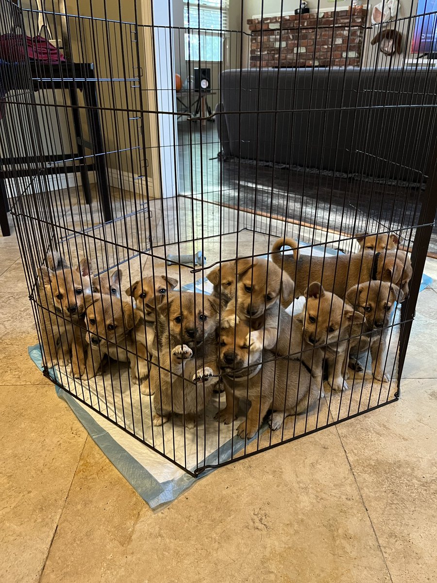 FUTONDlSCO's tweet photo. ‼️ IE/LA area! ‼️ We rescued Lupita (Shiba Inu) around late August. We didn’t know she was pregnant until she started showing around a month later. Now I have 13 puppies in need of loving homes. Please message me if interested and please share! https://t.co/gPqqClvD86