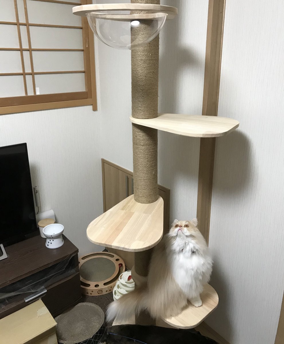 キャットタワーの１階から、この後どうすれば良いにゃん？