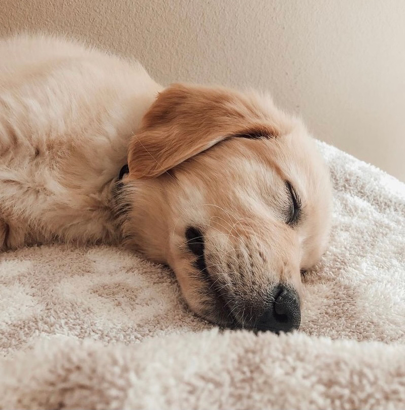 Dreaming of CozyChic 💭