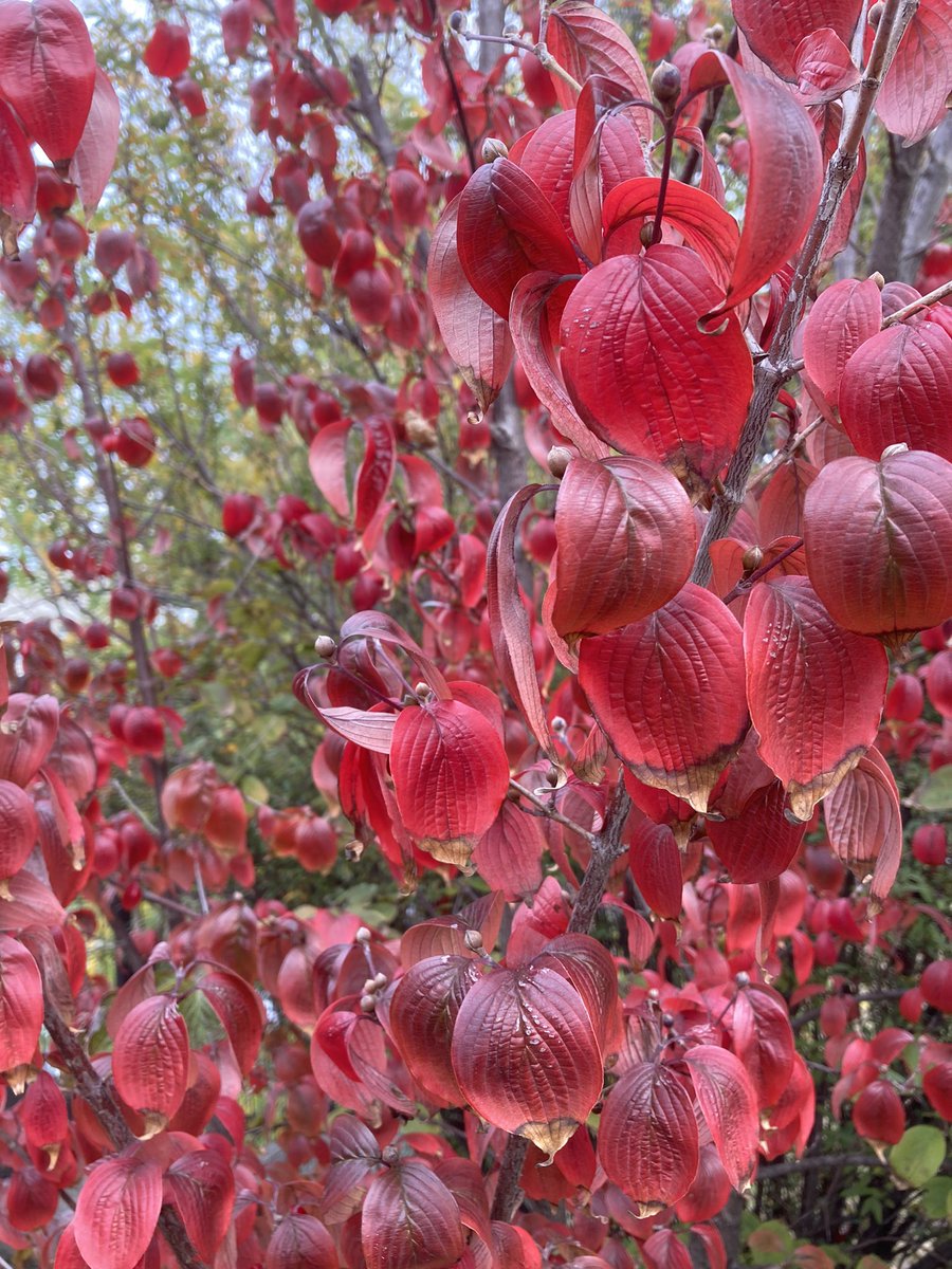 散歩中に見つけた真っ赤な葉っぱと実