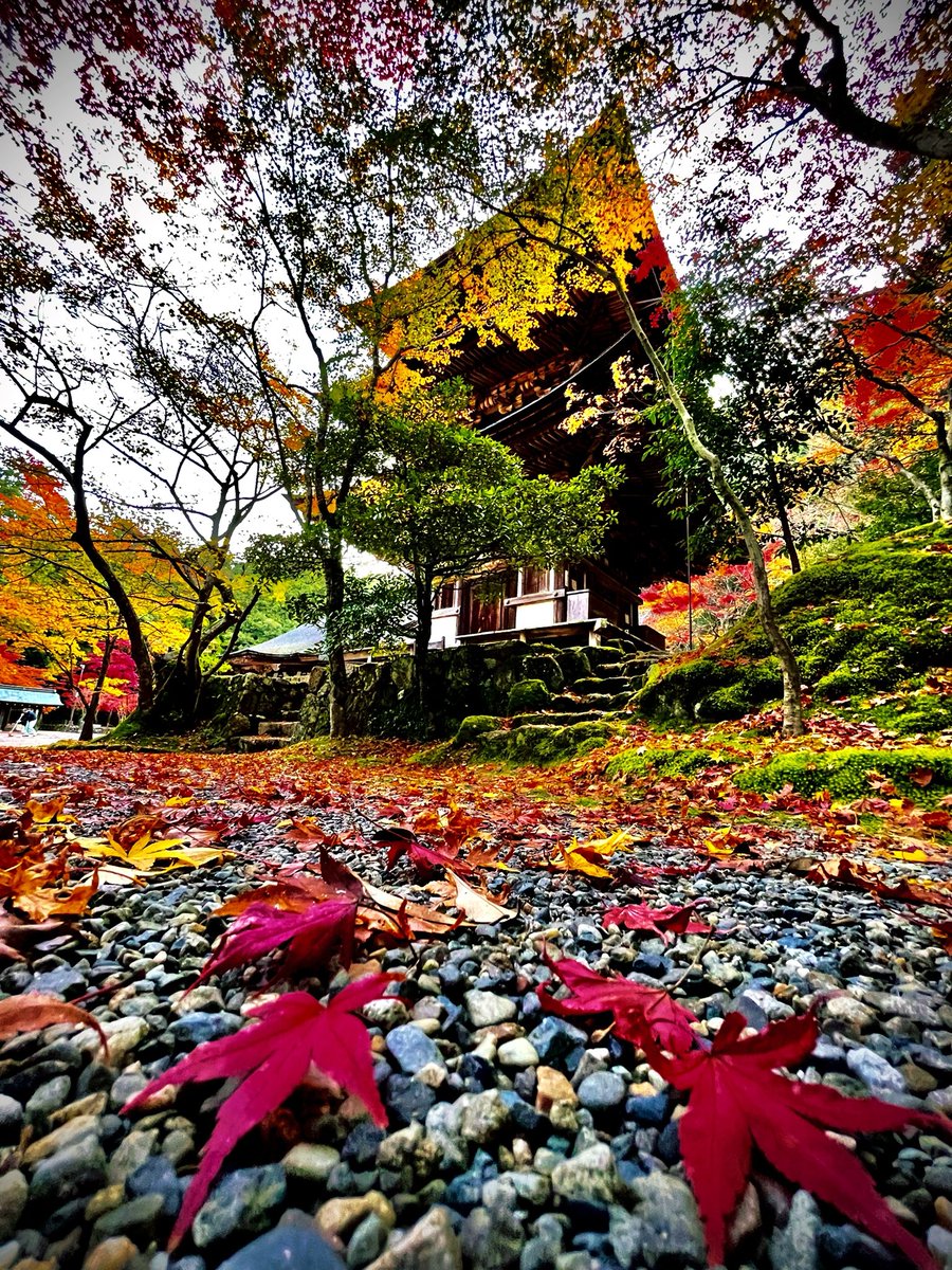 早朝のもみじと国宝三重塔。様々に色づいたもみじの葉が散華のように散りばめられ荘厳な雰囲気を感じさせます。