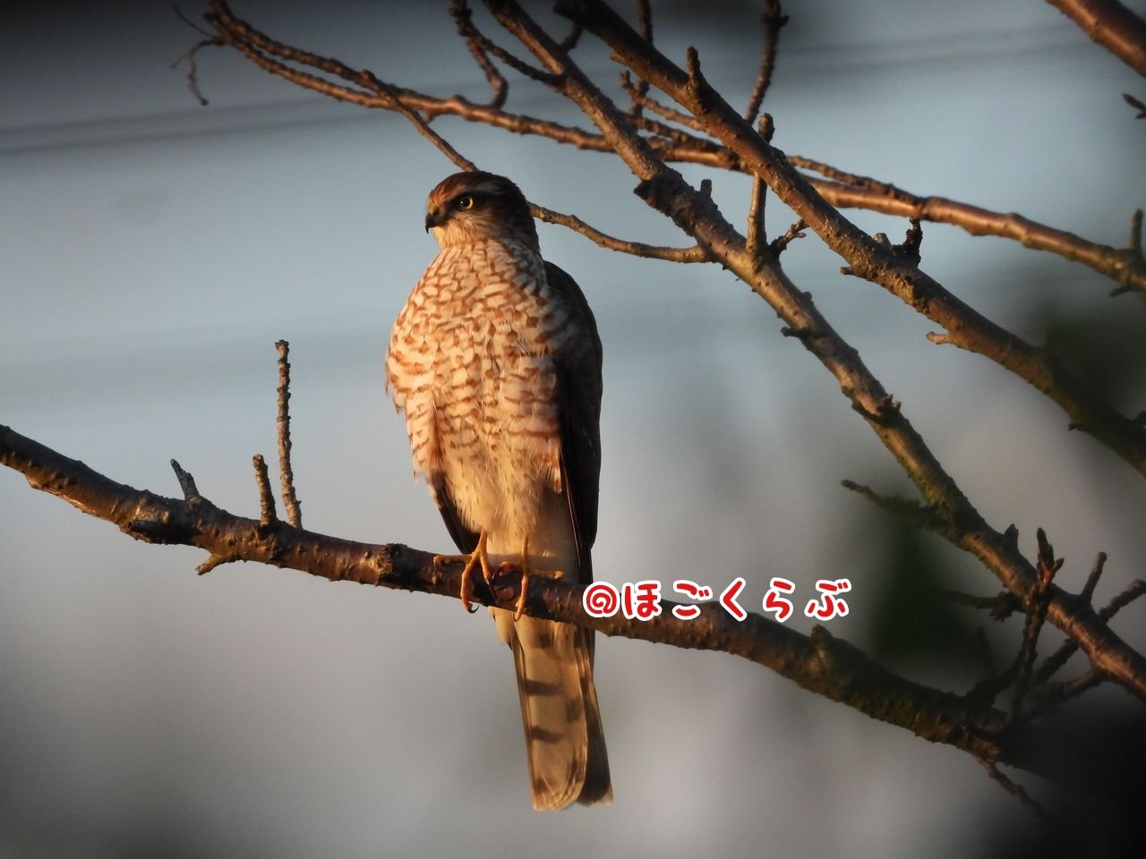 ほごくらぶ 旧 やちょかん Auf Twitter 寒くなって来て 猛禽類 が増えてきた保護区 夕方に ハイタカ がいたところに 日没前には フクロウ が 夜になると変身するのかな 笑 ほごくらぶ 野鳥 保護区 市川市 T Co Jaj8ylmlmg Twitter