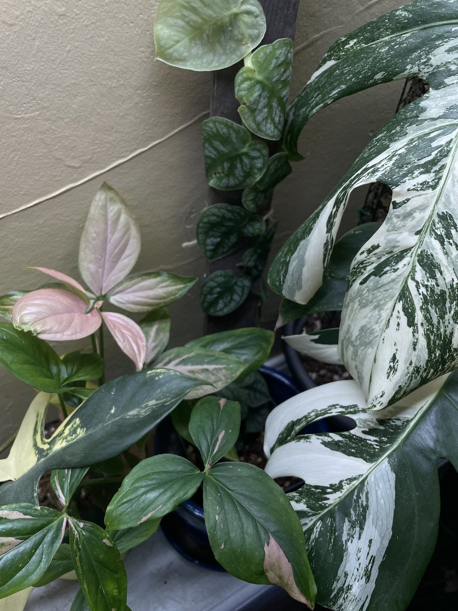 OoManders's tweet photo. 🌿🖤 https://t.co/wZiB2y6TsW