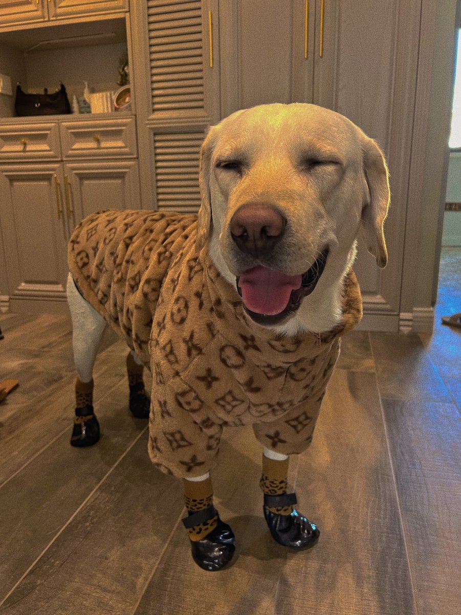 petmaxdesign's tweet photo. A smiling face is a beautiful face. A smiling heart is a happy heart.🥰
#Labrador #dog #doglove https://t.co/2p0Xr5PNj9