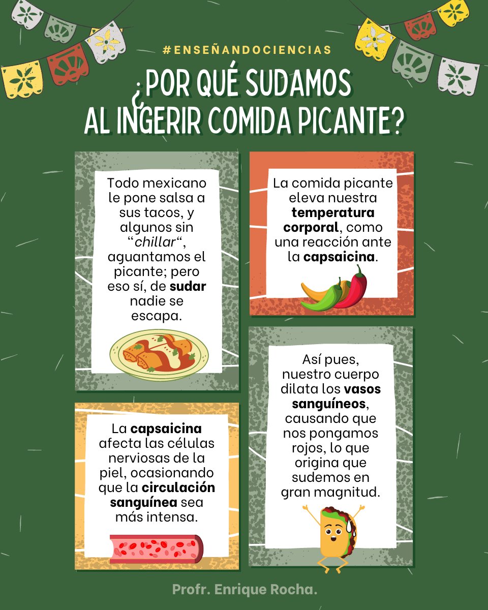 ProfesorRocha's tweet photo. ¿Recuerdas la última vez que te echaste unos taquitos con salsa bien picante? ¿Recuerdas que de lo enchilado no parabas de sudar?🤔

A continuación te explico, desde una perspectiva científica, por qué las delicias picantes ocasionan que sudemos. 💯

#ENSEñandoCiencias https://t.co/thSN3QMTiP