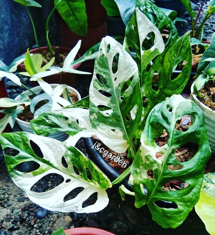 Give your variegated plant enough bright, indirect light to maintain it's variegation. 🌿
#plants #plantcaretips #variegatedplants #monsteraadansoniialbo nfs