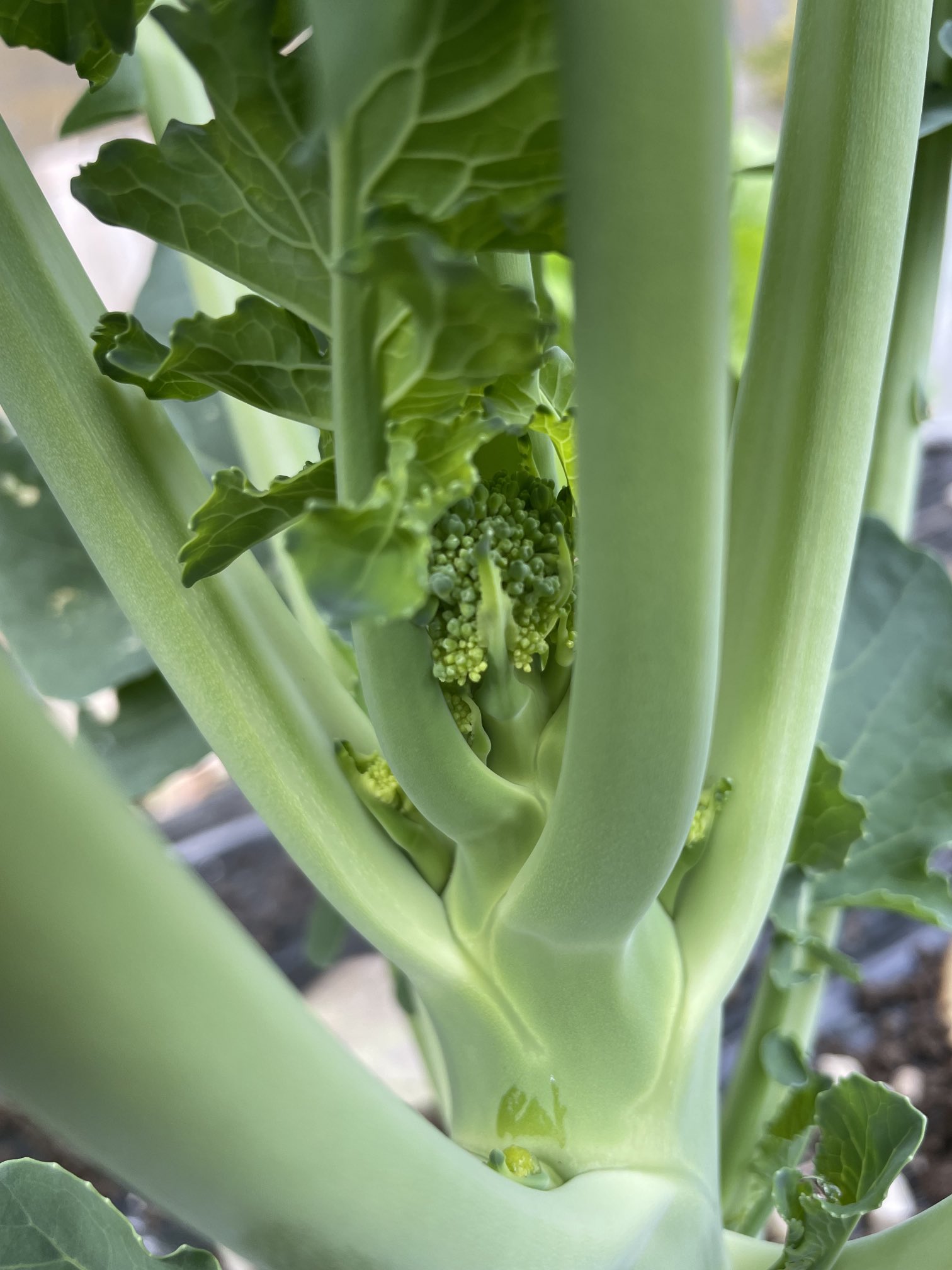 茎ブロッコリー Twitter Search Twitter