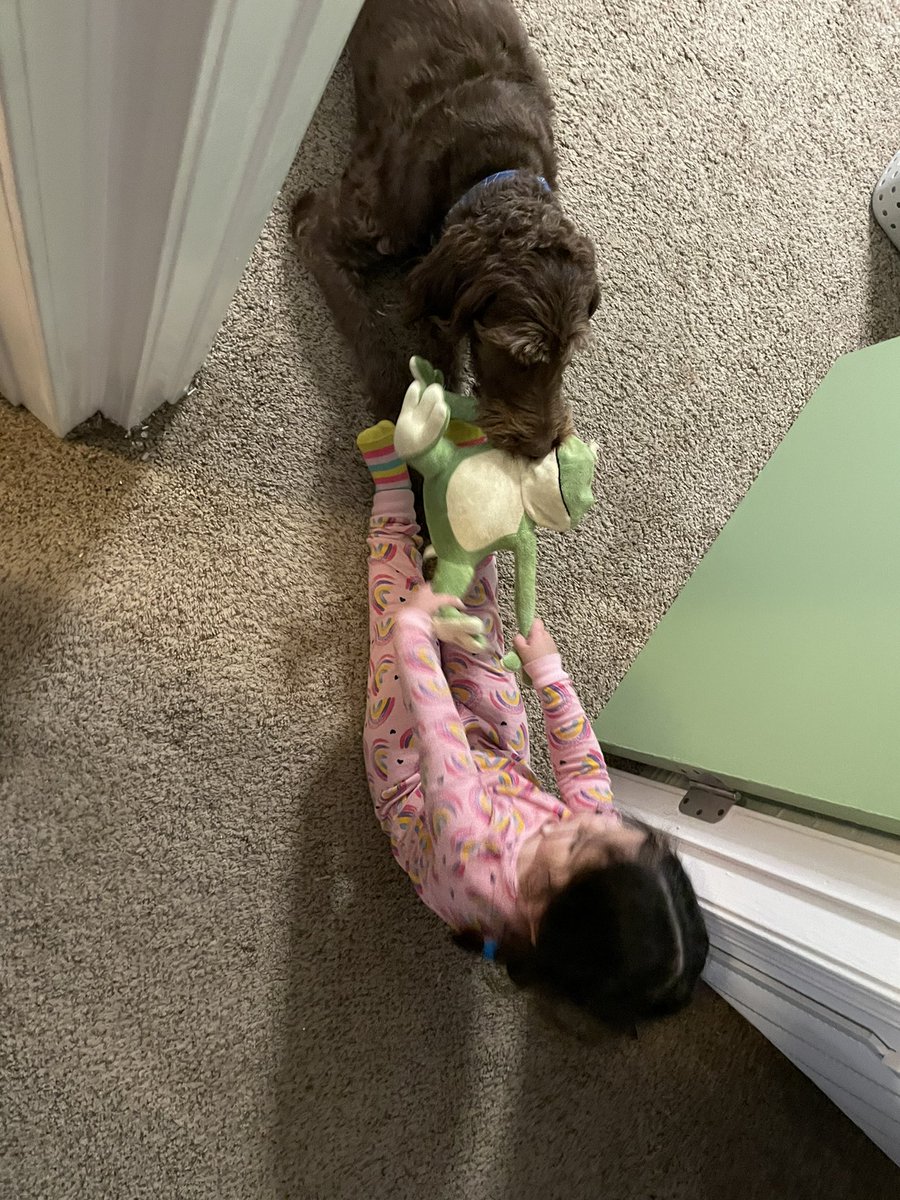 LacyMolina's tweet photo. @GALLIFRAEAN Here’s a pic of my 2 year old niece and labradoodle fighting over a stuffed frog https://t.co/3AiCfqbKDs