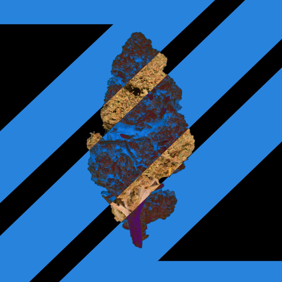 CannaCrypts tweet media