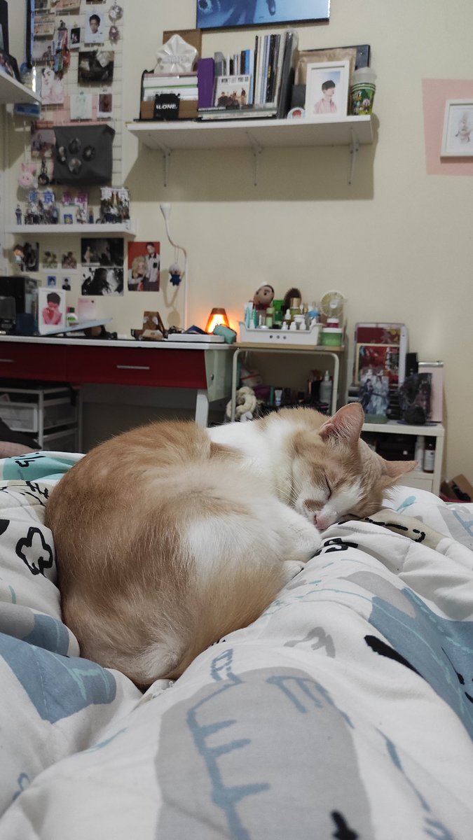 bintik_'s tweet photo. Kak uma lagi asik2 tidur tiba2 ditabrak bis patas https://t.co/mSvPv2hp97