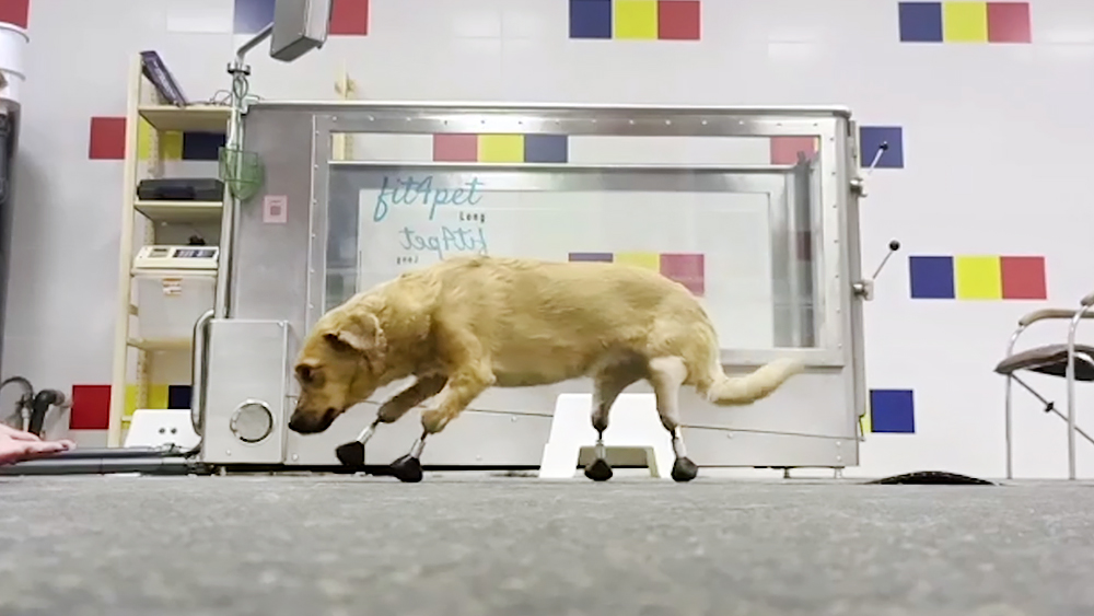 Prostheses created with the use of the TPU Scientists’ technology have substituted paws to the dog from Krasnodar

Read more here: news.tpu.ru/en/news/2021/1…

#tpu #implants #AnimalAbuse