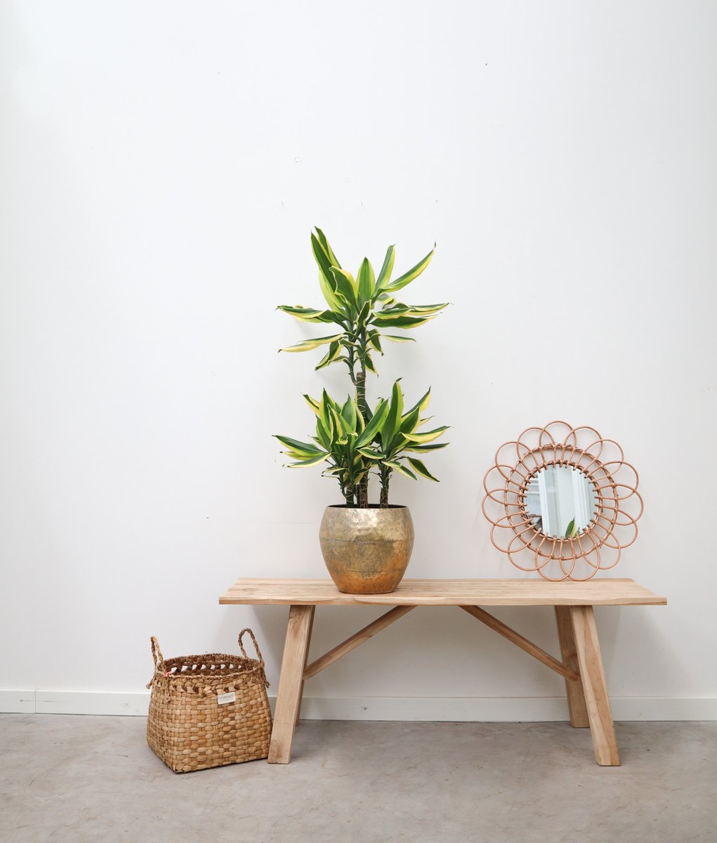 "A touch of gold" with our Dracaena Golden Coast, the houseplant gets its name from its beautiful leaf pattern. ✨