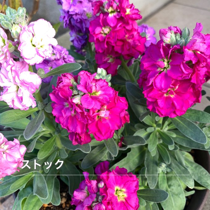 ニオイアラセイトウのtwitterイラスト検索結果