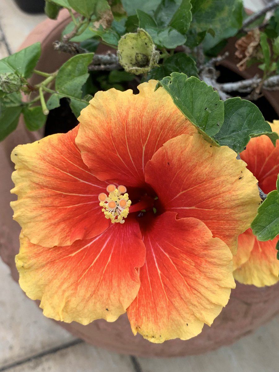 LindyLouMac's tweet photo. A matching pair of hibiscus flowers in bloom on the roof terrace this morning. #fmsphotoaday #fms_matching #flowers #hibiscusflowers #hongkong #clearwaterbay #sheungyeungvillage https://t.co/Gg89z7Yl8q